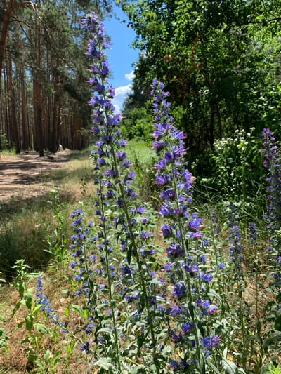 The image depicts a cluster of tall, purple wildflowers blooming along a dirt path in a wooded area. The path appears to be a trail winding through a pine forest, with tall, slender pine trees lining the left side of the path. The ground is covered in dry grass and sparse vegetation. In the background, dense green foliage forms a backdrop, suggesting a forest or park setting. The sky above is blue with scattered white clouds. The overall scene is one of natural beauty and tranquility, indicative of a warm, sunny day in a rural or semi-rural environment. The specific location is the city of Hostomel, Ukraine. There are no people visible in the image.