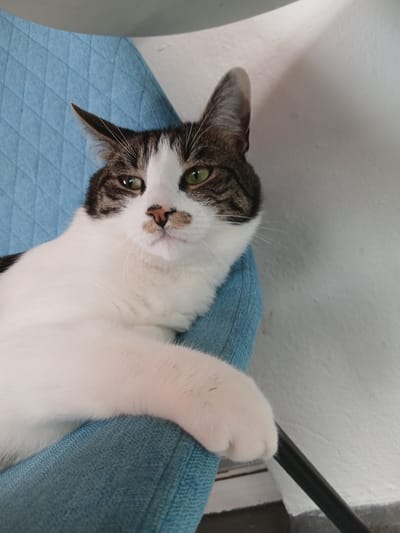 A close-up shot captures a tabby and white cat lounging on a blue quilted chair. The cat's head is turned slightly towards the camera, with its green eyes looking forward. Its left paw rests gently on the chair's armrest. The background consists of a white textured wall and a dark metal rod. The image does not contain any information that can be used to determine a specific location in Dusseldorf, Germany.