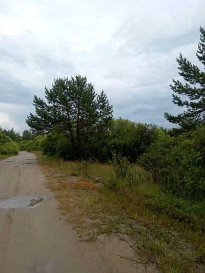 The image depicts a dirt road winding through a natural landscape. The road is unpaved, with tire tracks visible and several puddles of water reflecting the overcast sky. To the right of the road, dense green foliage and trees create a thick forest edge. A prominent pine tree stands on the right side of the road, its branches reaching upwards. In the background, more trees and shrubs extend into the distance. The sky is cloudy, suggesting a potentially overcast or rainy day. The scene appears to be located in Vasil'evka, Russia, based on the provided context, likely in a rural or undeveloped area. There are no people or animals visible in the image.