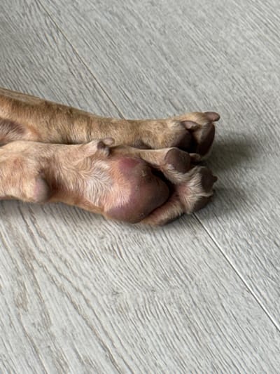 The image shows a close-up view of two dog paws resting on a light-colored, textured surface that appears to be flooring. The paws are light brown with darker markings and visible fur. The surface has a wood-grain pattern, suggesting an indoor setting. The lighting is somewhat diffused, casting a soft shadow to the left of the paws. There are no people or other objects visible in the frame. The image is a still shot, with no activity clearly depicted beyond the resting paws. The overall impression is one of stillness and quiet.