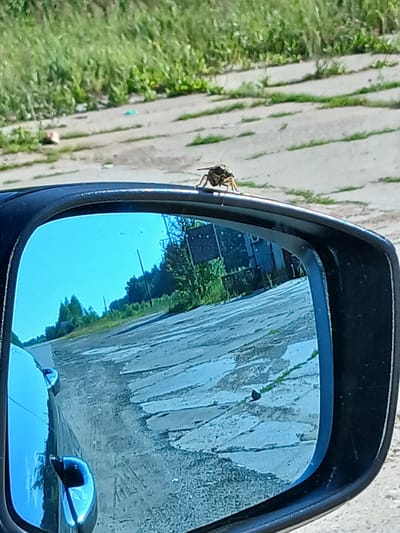 A wasp is perched on the edge of a car's side mirror. The mirror reflects a rural or suburban landscape with trees, a power line, and a cracked asphalt road with patches of grass. The background outside the mirror shows a grassy embankment and the same cracked road surface. The image was taken on a sunny day. There are no people visible in the image. The scene appears to be in or near Большая Уса, Russia, based on the provided context.