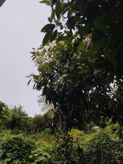 The image depicts a dense, overgrown natural landscape dominated by lush green foliage and trees. The sky is overcast, suggesting a cloudy day. In the foreground and midground, various types of plants, including vines and leafy trees, are intertwined, creating a wild and untamed appearance. Some patches of yellow and blue flowers are visible, adding small touches of color to the verdant scene. In the background, a portion of what appears to be a large, circular, light-colored object, possibly a water tank or a decorative element, is partially obscured by the vegetation. The overall impression is one of a natural environment in a state of vigorous growth, possibly within a garden or a more wild, uncultivated area. There are no people visible in the image. The location is identified as being in the city of Arucas, Spain.