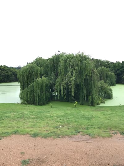 The image displays an outdoor scene in Midrand, South Africa, under an overcast sky. The foreground consists of a reddish-brown dirt path or road, exhibiting tire track impressions and damp patches. Above this, a strip of green, somewhat unevenly mown grass slopes down towards a body of water. Three small saplings are sparsely distributed on this grassy incline. The central feature is a pond or lake with a uniformly light green surface, indicating a significant presence of algae or aquatic vegetation. Numerous large weeping willow trees (Salix babylonica) with dense, cascading green foliage are positioned around and partially extend into the water. At least two dark-colored birds, possibly herons, are perched among the upper branches of these central willow trees. The background is composed of a dense canopy of additional green trees, bordering the far side of the water. No human subjects are present. A small piece of white debris is visible on the grass in the lower-mid section of the image.
