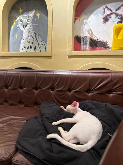 An indoor scene within Hòa Cường Ward, Vietnam, depicts a white, short-haired cat lying asleep or resting on a folded black jacket or blanket, which is placed on a dark brown, tufted leather sofa. The cat is positioned on its right side, facing towards the upper right, with its legs tucked. Behind the sofa, a light tan wall features two arched recessed niches. The left niche contains a painting of a grey-spotted cat with green eyes and pointed ears, surrounded by yellow star-shaped motifs on a dark background. The right niche displays a painting of a white, fluffy cat with blue eyes, framed by painted red curtains. In front of this right painting, a clear plastic bottle, partially filled with liquid, stands upright next to a solid yellow plastic container.