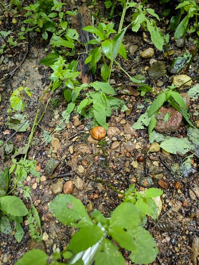 The image depicts a close-up, overhead view of a forest floor in Дзямідавіцкі сельскі Савет, Belarus. The ground is a mixture of damp soil, small stones, and pebbles of varying colors, including brown, gray, and reddish hues. Several green plants with broad leaves, some with water droplets, are scattered throughout the scene. A single, small, light brown snail with a visible shell is positioned in the center of the frame, resting on a light-colored pebble. There are no people or animals visible other than the snail. The overall impression is that of a natural, wet environment.
