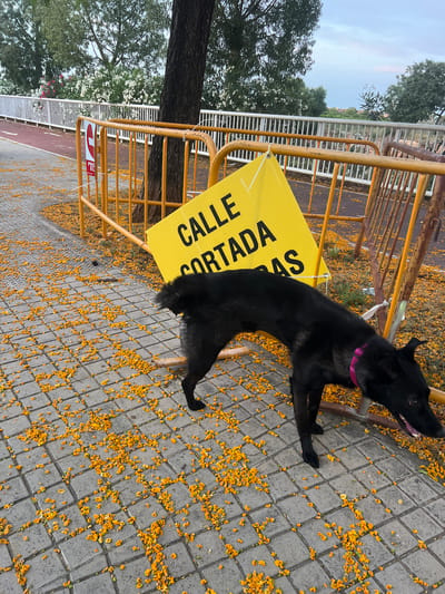 This image captures an outdoor scene in Picassent, Spain, on an overcast day, depicting a temporary road closure setup and a black dog.

In the foreground, a paved sidewalk composed of grey square interlocking pavers is extensively covered with numerous small, bright orange-yellow petals. A medium-sized black dog, wearing a pink collar, stands on this pavement. Its head is lowered, and its snout is near the ground next to a yellow metal temporary barrier, suggesting it is sniffing the area. Its tail is partially visible, appearing bushy.

The scene features yellow metal temporary barriers forming a partial enclosure. A large, yellow triangular sign with black uppercase text, reading "CALLE CORTADA AS" (ROAD CLOSED AS), leans against one of these barriers. To the left, another yellow barrier stands upright, with a smaller red and white circular "No Entry" sign attached to it, displaying partial text "PRO EL". A thick tree trunk stands immediately behind these barriers on the left.

Behind the barriers and the tree, a reddish-brown paved path, possibly a bicycle lane, is visible, with faint white markings. This path runs alongside a white metal fence composed of horizontal slats. Beyond the fence, a dense line of white-flowering bushes, likely Oleander, is present. In the background, further green trees and foliage are visible under a light grey, overcast sky. Scattered debris and a small dark object are present on the petal-covered pavement near the center-left. No people are visible in the image.
