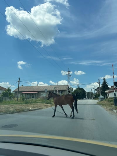 A brown horse with a black mane and tail is crossing a paved road in the city of Valchi Dol, Bulgaria. The horse is wearing a halter and has a rope tied to its front leg, which trails on the ground. The road is lined with houses, trees, and utility poles with electrical wires. In the background, there are train crossing barriers. The sky is blue with scattered white clouds, indicating a sunny day. The photograph is taken from a vehicle, with the dashboard visible in the foreground.