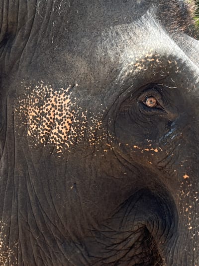 The image is a close-up of an elephant's face, specifically the area around the eye and ear. The elephant's skin is dark gray with wrinkles and folds. There are patches of lighter-colored skin with dark spots. The eye is dark brown with visible eyelashes. The ear is visible on the right side of the frame. The image was taken in Hiriwadunna, Sri Lanka.
