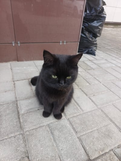 A black cat with green eyes sits on a paved surface in front of a brown tiled wall and a black garbage bag. The location is Smolensk, Russia. The cat is facing the camera and appears to be looking directly at it. The paved surface is made of light gray rectangular stones. The brown tiled wall has horizontal lines and some visible hardware. The black garbage bag is large and partially obscured by the wall. The lighting suggests it is daytime.