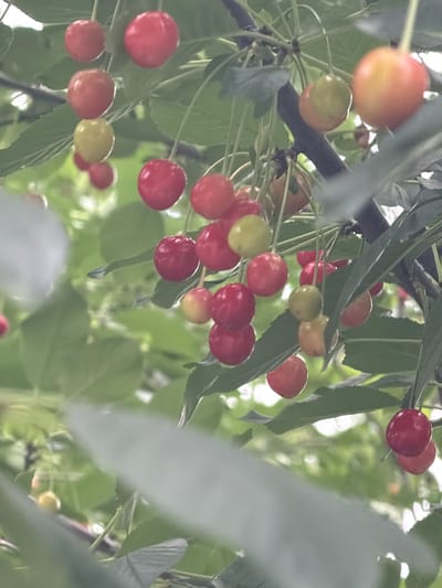 A cluster of ripe cherries hangs from a tree branch, their vibrant red and yellow hues contrasting with the soft green of the surrounding leaves. The image captures a close-up view of the cherries, with some in sharp focus and others slightly blurred, creating a sense of depth and movement. The background is a bokeh of green foliage and hints of sunlight, suggesting an outdoor setting in a park or garden. The overall mood is serene and natural, evoking the beauty of a summer harvest. The scene is consistent with a typical urban park in Kyiv, Ukraine, during the cherry blossom season.