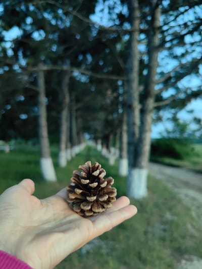 In the foreground, a person's open palm, with visible lines and a hint of a magenta sleeve, cradles a single, brown pine cone. The pine cone is detailed, with its scales spread open. Behind the hand, a row of trees extends into the distance, their trunks painted white at the base, creating a symmetrical perspective. The trees are slender with dark green foliage, suggesting a coniferous species. The ground is covered in green grass, and a dirt path is visible to the right. The background is slightly blurred, with a soft blue sky visible through the branches. The overall setting appears to be an outdoor, natural environment, possibly a park or a tree-lined road within the Зуйское сельское поселение, Ukraine.