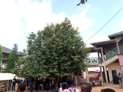 The scene is an outdoor courtyard in Beni, Democratic Republic of Congo, located at latitude 0.491 and longitude 29.483. The courtyard is bordered by a two-story building with a green metal railing on a balcony, and a single-story building with a pink facade. A large tree, with thick foliage, stands in the center of the courtyard. There are approximately 20 people congregated in the courtyard, most of them standing around the tree and conversing amongst themselves. Some people are wearing backpacks and are likely students or locals. There are two white tents, possibly for shade or events, one of which is partially visible on the left side of the scene. There is a small table with chairs and a few objects, possibly for food or refreshments, located on the right side of the scene. The ground is dirt and there are several trees and shrubs visible in the background. The sky is partly cloudy. The people are in the middle of their day, and the scene appears to be a casual gathering.