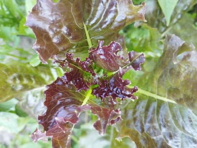 The image is a close-up, top-down view of several large, crinkled leaves of red lettuce, interspersed with lighter green leaves in the background. The red leaves have a glossy sheen and are deeply veined, with ruffled edges that give them a textured appearance. The central cluster of leaves is a darker, richer red, while the outer leaves transition to a more muted red-brown hue. The background consists of out-of-focus green foliage, suggesting an outdoor garden setting. There is no visible text, people, or discernible activity. The lighting appears to be natural daylight, but the time of day and weather conditions are not evident. The image's location context is Voroshylivka, Ukraine, but this is not visually indicated within the frame. The overall impression is a detailed study of the textures and colors of fresh lettuce leaves.