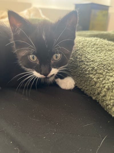 A close-up shot depicts a black and white kitten with green eyes. The kitten's head is tilted slightly, and it is looking upwards towards the camera. The kitten's whiskers are long and white. A green, textured blanket is behind the kitten, and the kitten's white paw is resting on a black surface. The location in Squamish, Canada is not discernible from the provided image.
