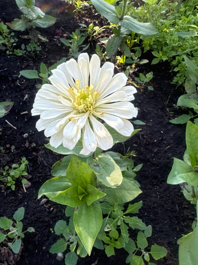 This is a close-up, high-angle, eye-level shot of a white zinnia flower in a garden bed. The flower is in full bloom, with numerous white petals radiating from a yellow center. The petals are slightly curled at the edges and show some natural imperfections. Green leaves and stems surround the flower, with some leaves exhibiting brown spotting. The soil appears dark and rich, with scattered small pebbles and leaf litter. Other green foliage, appearing to be smaller plants or weeds, is visible in the background and to the sides of the zinnia. The lighting suggests it is daytime, with some sunlight catching the upper leaves, creating a slight lens flare effect in the top left corner. There are no people or animals in the image. The location is identified as Maksimovshchina, Russia.