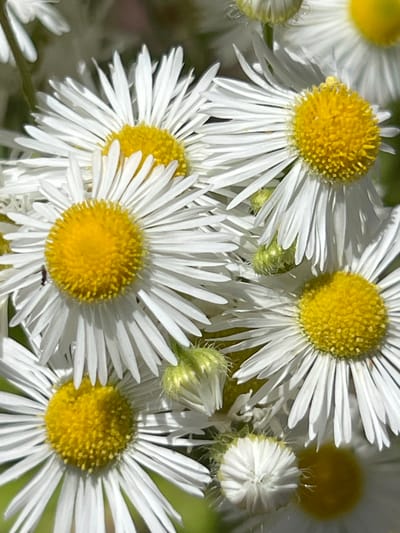 A close-up, eye-level, medium shot captures a cluster of white daisy-like flowers with bright yellow centers. The blossoms, some in full bloom and others as buds, are densely packed together, creating a vibrant display against a soft, out-of-focus green and brown background. The lighting is bright, highlighting the delicate white petals and the textured yellow centers of the flowers. One of the larger flowers in the foreground has a small, dark insect visible on its yellow center. The image appears to have been taken outdoors, possibly in a garden or a natural setting in Novaya Adygeya, Russia.