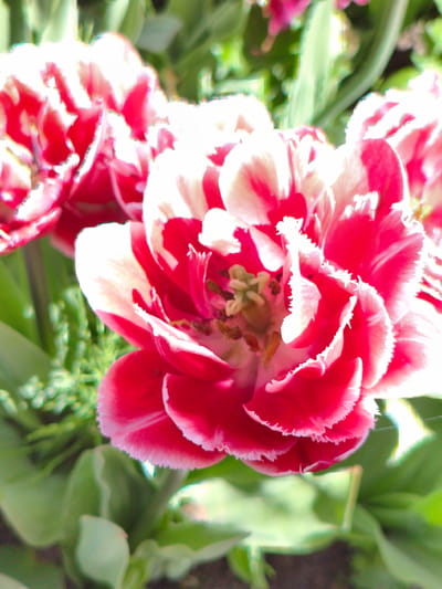 The image displays a close-up view of two bright pink and white striped tulips in bloom. The tulips have ruffled petals and are in focus, while the background consists of blurred green foliage. The scene is likely outdoors, suggesting a garden or park setting. No people or specific actions are depicted. The image does not contain any specific landmarks or context that would allow for pinpointing its location within the city of Kirovsk, Russia.