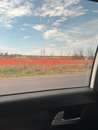 An outdoor, eye-level, horizontal shot captures a field of red poppies and a portion of a car's interior. The poppy field dominates the mid-ground, stretching across the frame and appearing to be vast. Bare trees, some leafless, dot the background of the field, and a faint building structure is visible in the far distance. The sky is a pale blue with scattered white clouds. In the foreground, the interior of a car is visible, including a portion of the door panel and a silver door handle on the right side. The lower part of the image is dominated by the car's interior, while the upper portion showcases the natural landscape. The location is identified as Sychavka, Ukraine.