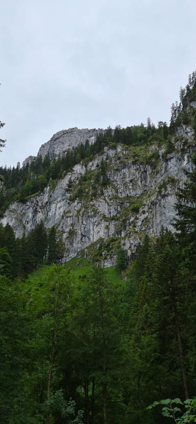 The image depicts a steep, grey, rocky cliff face partially covered with green vegetation and scattered coniferous trees. The lower part of the image shows a dense forest of various green trees. The sky above is overcast with a pale, uniform grey color. The scene is a natural landscape, likely a mountainside, located in Fischbachau, Germany. There are no people or animals visible in the image. The overall impression is one of a remote, wild natural environment under a cloudy sky.