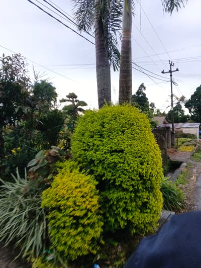 The image depicts an outdoor urban scene in Khan Chamkar Mon, Cambodia, characterized by dense vegetation and utility infrastructure under an overcast, light grey sky. Two tall, slender palm trees with visible fronds dominate the upper-center and right-center mid-ground. In the immediate mid-ground, a large, mounded, bright green shrub is prominent, with a smaller, yellowish-green shrub positioned in front of it to the left. Various other green trees and shrubs, including a distinctively shaped, dark green manicured tree in the upper-left background, fill the left and central portions of the scene.

Overhead, multiple black utility lines extend horizontally across the sky, connecting to a dark utility pole with crossarms and insulators on the right side of the frame. A dark asphalt or concrete road or pathway runs along the far right, bordered by a concrete drainage ditch and a low wall. Distant, simple buildings with roofs are partially visible through the trees in the far right background. A dark fence structure is partially visible behind the shrubs in the mid-left. In the lower right foreground, a dark blue or black fabric object, likely clothing or part of a bag, is visible, suggesting a close-up perspective from the camera's position. A small white object, possibly litter, is faintly visible on the ground near the base of the shrubs in the lower-middle. No individuals are visible.