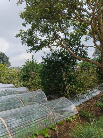 This image presents an outdoor agricultural scene, likely a garden or small farm, set against an overcast sky. The overall impression is one of active cultivation in a lush, green environment in Kolwara, Papua New Guinea.

In the foreground, several distinct rows of crops are protected by clear plastic coverings stretched over curved, simple frames, possibly made of bamboo or wood. Beneath these translucent tunnels, vibrant green leafy plants, resembling lettuce or other low-growing greens, are clearly visible, thriving in the soil.

Beyond these covered rows, the mid-ground reveals more extensive cultivation. Rows of taller plants are supported by trellises constructed from bamboo poles, suggesting climbing vegetables or plants requiring vertical support. Between these rows, the ground is covered with white or silver plastic mulch, a common practice to manage weeds and conserve soil moisture. Dense green foliage from various bushes and trees forms a rich backdrop to these cultivated areas.

The upper right and central portions of the image are dominated by a large tree with visible branches and a thick canopy of green leaves, partially obscuring the cloudy sky. Additional trees and distant vegetation are visible throughout the background, indicating a verdant landscape. The time of day is daytime, evidenced by the natural light, though the presence of clouds suggests an overcast or partly cloudy weather condition. No people, animals, or visible text are present in the image.
