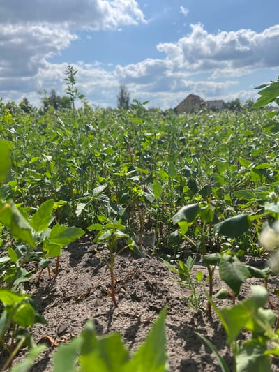 A close-up, low-angle view of a field of young green plants is shown. The plants are growing in dark soil, with some individual stems appearing reddish-brown. The leaves are a vibrant green, and some have a slightly serrated edge. In the background, the field stretches towards a blurred rural landscape, with trees and a building visible under a partly cloudy sky. The overall impression is of a thriving agricultural area in Sobishchytsi, Ukraine, bathed in natural sunlight.