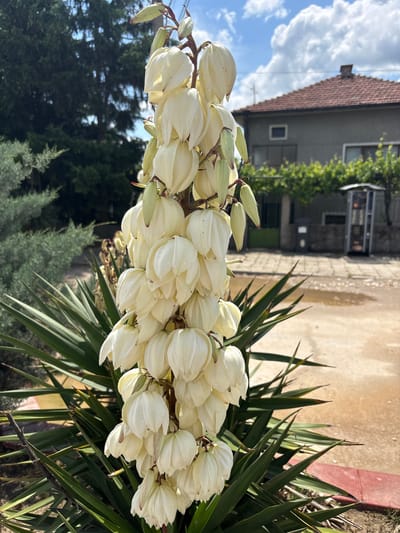 The image depicts a blooming yucca plant in Yoakim Gruevo, Bulgaria. The plant has a tall flower stalk densely packed with white, bell-shaped flowers. Surrounding the flower stalk are the plant's characteristic sharp, sword-like green leaves.
In the background, a single-story building with a red-tiled roof is visible. The building has light-colored walls and a window with some greenery growing near it. A paved area extends from the building toward the viewer. Beyond the building, there are some trees and a partly cloudy sky.