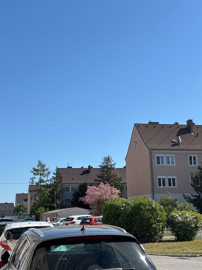 The image depicts a residential street scene in Wiener Neustadt, Austria, on a sunny day. A multi-story building with a brown tiled roof and beige facade occupies the upper right portion of the frame. Several windows are visible on its facade. The sky is a clear, bright blue and takes up the majority of the frame. Trees and other foliage, including a flowering tree with pink blossoms, grow along the street. A line of parked cars runs parallel to the buildings; the rear end of a dark-colored vehicle is prominent in the foreground. Other parked cars, including a red vehicle, are visible in the background. The environment suggests a quiet neighborhood. There are no people depicted in the scene.