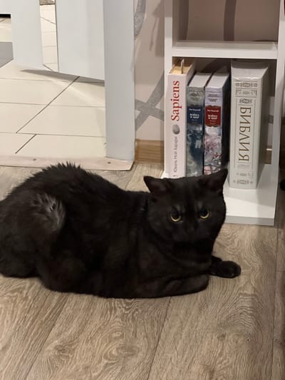 A black cat with yellow eyes lies on a light brown wooden floor in front of a white bookshelf. The bookshelf contains several books, including one with "Sapiens" written vertically on its spine, and another that appears to be a Bible. The cat is curled up, with its tail tucked underneath it. The environment is indoors, with tiled flooring visible in the background to the left. There are no people present in the image. The scene appears to be a domestic setting. The location is described as Dachnoe, Russia.