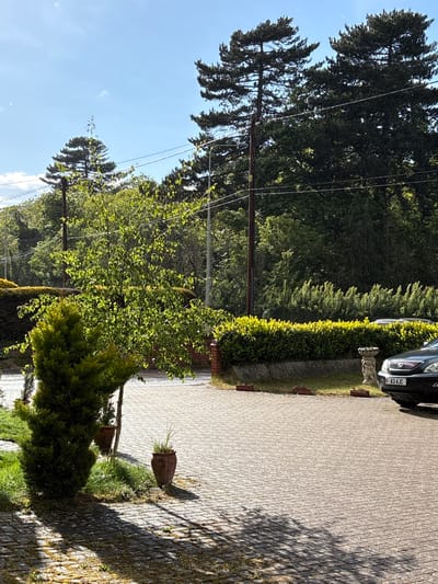 The image depicts a residential street scene in Ipswich, United Kingdom. A black car is partially visible on the right side of the frame, and its license plate reads "A3 AJC". A low hedge runs along the edge of a brick-paved driveway or walkway. Several trees of varying sizes line the other side of the path. Utility poles with power lines are also present. The sky is visible in the upper left corner, and the overall lighting suggests it is daytime. A small concrete statue sits next to the car. Flower pots are scattered along the walkway. There are no people visible in the image.