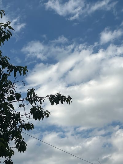A close-up, low-angle shot features the leaves of a tree silhouetted against a cloudy sky. The leaves are dark green and appear to be from a deciduous tree, with some branches visible. The sky is a mix of deep blue and white clouds, with the clouds appearing layered and somewhat wispy. A thin, dark wire runs diagonally across the lower right portion of the image. The location is Prokhladny, Russia, though the image itself does not contain any specific landmarks to confirm this. The scene appears to be an outdoor environment, likely a park or a backyard, given the presence of trees. There are no people or animals visible in the image.