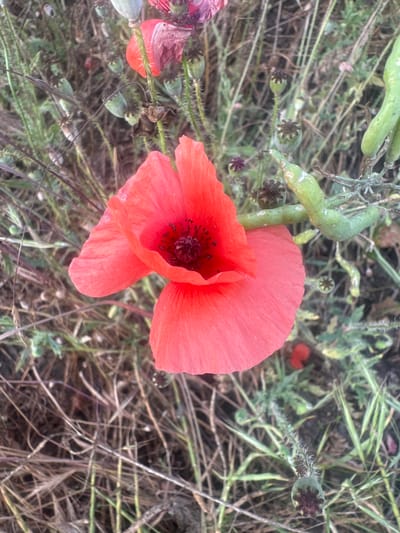This is a close-up, high-angle shot of a vibrant red poppy flower in bloom, nestled amongst dry grass and undeveloped seed pods. The flower, with its delicate, crinkled petals and dark center, is the primary subject, dominating the frame. Surrounding the poppy are several green seed pods, some elongated and plump, others smaller and more developed with visible star-shaped tops, hinting at the plant's life cycle. The background is a textured carpet of dried grass, twigs, and scattered green shoots, suggesting a natural, uncultivated setting. The lighting appears natural, possibly daylight, casting subtle shadows and highlighting the texture of the petals and the dry foliage. There are no people or text visible in the image. The scene evokes a sense of natural beauty and the quiet progression of seasons in a rural or wild landscape. The location context points to Taganrog City District, Russia, suggesting this poppy is part of the local flora.