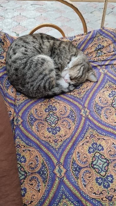 A grey and black mackerel tabby cat with white markings on its muzzle, chin, and chest is depicted sleeping in a tightly curled position. Its head is tucked into its body, with a visible pink nose. The cat rests on a richly patterned textile featuring intricate paisley and geometric motifs in shades of purple, gold, green, and light blue. This fabric covers a structure, likely a bed or cot, indicated by a partial curved, light brown or wooden frame visible behind the cat. The background reveals a tiled floor composed of light grey, interlocking geometric pattern tiles. This scene is located in the city of Yangi-Khayat, Uzbekistan.