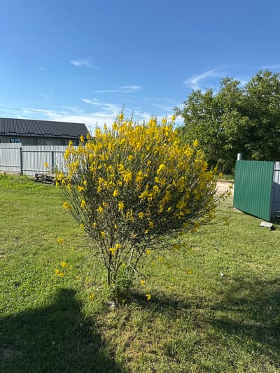 This media file depicts an outdoor scene on a sunny day. The foreground features a large, bushy plant with abundant small yellow flowers, likely a flowering shrub. Behind the shrub, a section of a building with a dark-tiled roof and grey siding is visible. To the left, a bright blue sky with scattered wispy white clouds dominates the upper portion of the image. In the background, there is a lush green lawn and a large tree with green foliage. A small green shed or storage unit with a corrugated metal roof is situated behind the flowering shrub and to the right of the larger building. The overall setting suggests a rural or suburban environment, possibly a garden or yard. The lighting and clear sky indicate daytime, with the sun casting shadows on the grass, suggesting it is mid-day or afternoon. No people or animals are clearly visible. There is no visible text in the image. The image is oriented vertically.