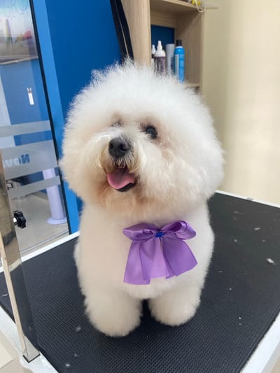 A fluffy white dog, resembling a Bichon Frise, is the central subject of this image, positioned sideways on a black, textured grooming table. The dog sports a bright purple ribbon or bow on its back, accented with a small blue beaded embellishment in the center. It looks towards the viewer with a content expression, its dark eyes peeking through its pristine white fur, and a pink tongue slightly visible.

The setting appears to be an indoor grooming environment, possibly a pet salon or home grooming station. In the background to the left, a light wooden shelf contains various bottles, including a prominent blue one and several white/silver containers. To the right, the black grooming table surface shows small white specks, likely dog hair. A blue surface, possibly a wall or equipment, is visible on the left side of the frame. In the lower foreground, a reflective metal bar, potentially part of the grooming station, is present, featuring a black knob. Partially visible, mirrored text, appearing to be "HOA" or "HOH", is reflected on a clear surface below the dog's mouth. The entire image is oriented 90 degrees clockwise.