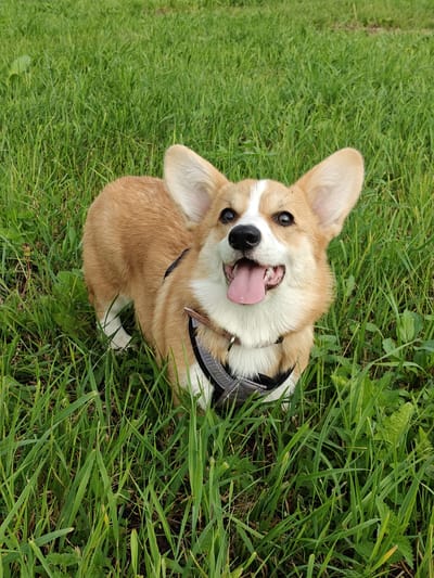 A medium shot shows a Pembroke Welsh Corgi dog standing in lush green grass, looking up at the camera with its tongue hanging out. The dog has a tan and white coat and large, erect ears. It is wearing a black and gray harness. The grass is tall and slightly uneven, with some patches of dirt visible. The lighting suggests it is daytime, likely outdoors. The location is not specified in the image.