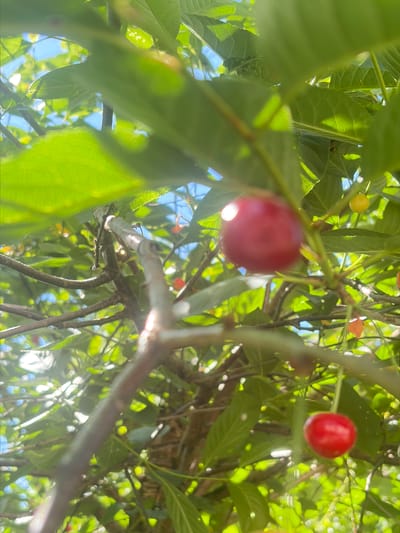 The image captures a close-up view of a cherry tree branch, likely in Vidnoye, Russia, during daylight hours. The focus is on the bright red cherries and vibrant green leaves, with the blue sky visible in the background through the foliage. The sunlight creates bright highlights on the leaves and cherries, and some areas of the image are slightly out of focus, suggesting a shallow depth of field. The scene is natural and serene, depicting a fruit-bearing tree in its environment. There are no people or animals present in the image.