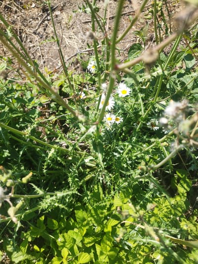 This is a close-up, top-down shot of a dense patch of green plants and wildflowers, possibly taken outdoors in a natural setting. The subjects are primarily the plants themselves, featuring thorny stems, jagged leaves, and several white daisies with yellow centers. Some of the flowers are in full bloom, while others appear to be developing buds or have gone to seed, with fluffy white structures visible. The ground beneath the plants is a mix of dry, straw-like debris and darker soil.

The lighting suggests it is daytime, with bright sunlight casting shadows and highlighting the textures of the leaves and stems. The image has a shallow depth of field, with the foreground and some of the middle ground in sharp focus, while areas further back and extreme foreground elements are blurred. This technique emphasizes the intricate details of the plants, particularly the sharp spines along the stems and the delicate petals of the daisies.

No people, objects, or text are visible in the image. The scene conveys a sense of wild, untamed nature, possibly a field or meadow. The overall mood is natural and perhaps a bit rustic due to the presence of thorns and dry ground cover. The location context provided, Rozdil, Ukraine, places this natural scene within that geographical region.