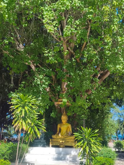A golden Buddha statue is seated beneath a large, leafy tree in Nathon, Thailand. The statue is positioned on a white tiered platform, surrounded by lush green foliage and tropical plants. In the background, a glimpse of the ocean can be seen through the trees, with a clear blue sky overhead. The scene evokes a sense of peace and tranquility, characteristic of a sacred site.