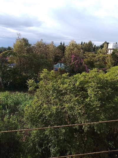 The scene depicts an overcast landscape within Olkeri ward, Kenya, characterized by dense vegetation. The foreground is dominated by extensive green foliage, primarily trees and shrubs, with two parallel wires traversing horizontally across the lower portion of the frame. The midground features a varied canopy of trees displaying multiple shades of green, interspersed with patches of pink-purple flowering plants. Partially visible structures include a building with a blue corrugated metal roof situated left-center, largely obscured by trees, and a taller, white-sided building with a distinct roofline positioned on the far right. An agricultural patch containing green crops is discernible on the left, behind the immediate foreground vegetation. The background shows a tree-lined horizon under a sky heavily covered by grey and white clouds. No human presence or activity is evident within the frame.