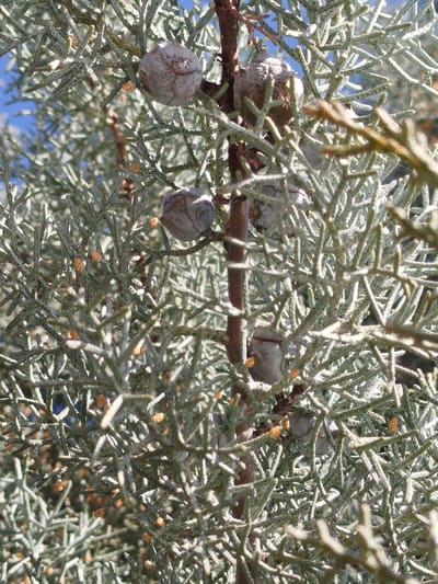 A close-up photograph depicts a section of a coniferous tree branch, identified as being located in Klenovik, Bulgaria. The primary subject is dense, grayish-green, scale-like foliage. Interspersed among the foliage are several globose to ovoid seed cones, varying in size, exhibiting a textured, grayish-brown surface. Multiple small, ovoid, orange-brown structures, likely male pollen cones, are also visible throughout the dense foliage. The plant material is supported by slender, reddish-brown stems. The background consists of out-of-focus patches of bright blue, indicative of a clear sky. No human subjects, actions, or interactions are present in the scene.