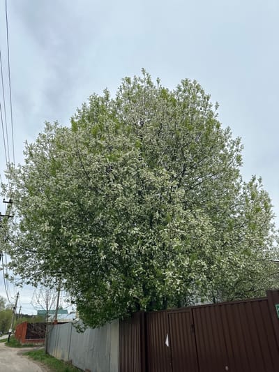 The image depicts a large, fully blooming tree with white flowers, possibly a bird cherry or similar species, located in слобода Старая, Russia. The sky is overcast. Adjacent to the tree is a brown corrugated metal building or shed, and a galvanized metal fence is also visible. A dirt or gravel road runs along the right side of the image, with some green vegetation along the roadside. Utility poles and wires are visible in the lower left corner.