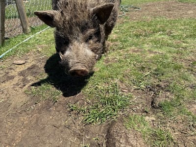 A muddy, brown pig with bristly fur is shown in the foreground of an outdoor scene, facing the camera. The pig's snout is prominent, and its ears are erect. It is standing on a patch of grass and dirt, with a fence and a green hose visible in the background. The location of Malo Buchino, Bulgaria is not ascertainable from the image itself, and there are no people or interactions depicted. The environment appears to be a farm or rural setting.