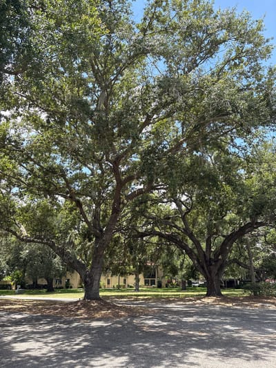 This image shows two large, mature oak trees in the foreground, casting dappled shadows on an asphalt road. Spanish moss hangs from the branches of the trees, suggesting a humid, possibly coastal environment. In the background, a light-colored, single-story building with a tiled roof is visible, situated on a well-manicured lawn. The sky is clear and blue, indicating a sunny day. The presence of large oak trees and a single-story building with a tiled roof are consistent with the architectural styles and vegetation found in Bradenton, Florida. The overall scene depicts a residential or suburban setting within the city.