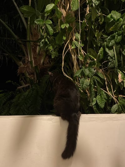A black cat is perched on a white wall, facing away from the camera. The cat is positioned to the right of a palm tree and surrounded by lush green foliage. The scene is illuminated by artificial light, casting shadows on the wall. The background consists of dark foliage and what appears to be a dark sky. The image does not contain any identifiable landmarks or features that would indicate a specific location in Bel Ombre, Seychelles.