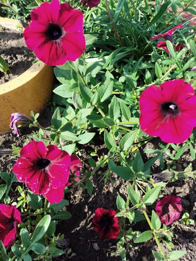 The image depicts a close-up view of several vibrant pink petunias blooming in a garden bed. The flowers are the primary subjects, with their large, trumpet-shaped petals and dark centers dominating the frame. Green foliage and stems surround the blooms, suggesting a lush, growing environment. The background shows dark soil and a portion of a yellow planter. The scene appears to be outdoors, likely in a residential garden in Shopino, Russia, given the contextual information provided. No people or specific actions are evident; the focus is solely on the natural beauty of the flowers.