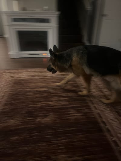 In this motion-blurred, indoor image, a German Shepherd dog is captured in mid-stride, moving from left to right across a dark brown, patterned rug. The dog's coat is a mix of black and tan. In the background, a white fireplace with a black insert is visible. The lighting is dim, suggesting it might be nighttime or an interior with low light. The image does not provide enough visual information to determine the specific location within Jacksonville, United States of America.