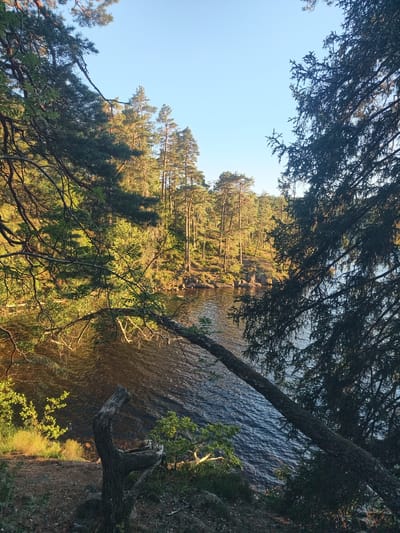 This is a vertical, medium-shot, outdoor, nature photograph taken in Skriketorp, Sweden. The scene depicts a tranquil lakeside with a dense forest bordering it. The sun is setting or rising, casting a warm, golden light on the trees and illuminating the water. The sky is a clear, pale blue.
In the foreground, a gnarled, dead tree trunk stands on the left, with branches reaching out towards the water. A thick, fallen tree lies diagonally across the water from the right side of the frame, its dark bark contrasting with the shimmering water. Lush green foliage and tall, slender pine trees dominate the background, growing on a rocky incline that slopes down to the lake. The water itself is dark and rippled, reflecting the golden light.
The overall mood is peaceful and serene, evoking a sense of untouched natural beauty. The time of day is likely early morning or late afternoon, suggested by the low angle of the sun and the warm, soft light. The location is clearly a natural, wooded area by a lake in Sweden, indicated by the characteristic pine trees and rocky terrain. There is no visible text in the image.