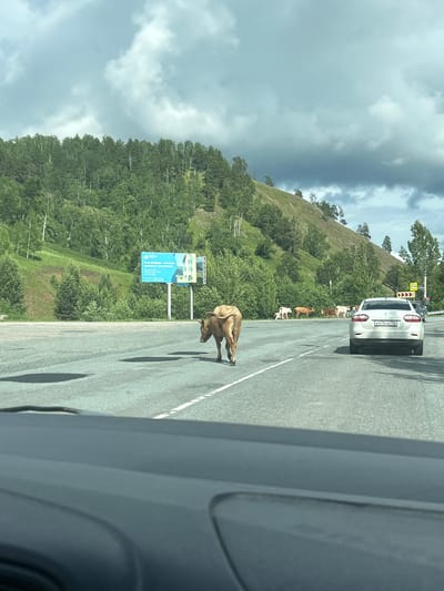 A single brown calf walks across a paved road in Усмангали, Russia, facing away from the camera. Several other cattle, including a white calf, are visible further down the road on the right side, grazing near a treeline. A white sedan with license plate K470HE702 is stopped behind the calf. A large billboard advertising property is visible on the left side of the road, near a wooded hillside. The sky is overcast with dramatic clouds. The foreground shows a portion of a car's dashboard.