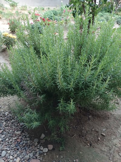 A vertical shot shows a lush green rosemary bush in a garden. The rosemary is dense and leafy, with thin, needle-like leaves. Some of the branches in the center and right side of the bush have dried out and turned brown, contrasting with the vibrant green of the rest of the plant.
The bush is growing in soil that is a mix of dirt and small pebbles. To the left of the bush, a pathway or border is visible, with more garden greenery and hints of colorful flowers, likely in bloom. The ground around the rosemary is composed of rough, uneven soil and scattered small, rounded stones. In the background, out of focus, is more of the garden.
The lighting suggests it is daytime, and the scene appears to be outdoors in a garden setting. No people or animals are visible in the image. There is no visible text. The overall impression is a healthy, established rosemary plant with some signs of age or stress on certain branches.